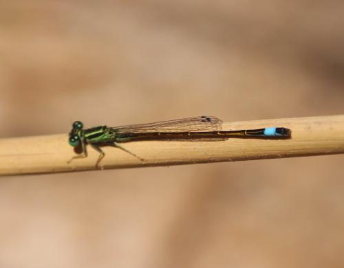 Réf. 263 796 : Ischnura sp.